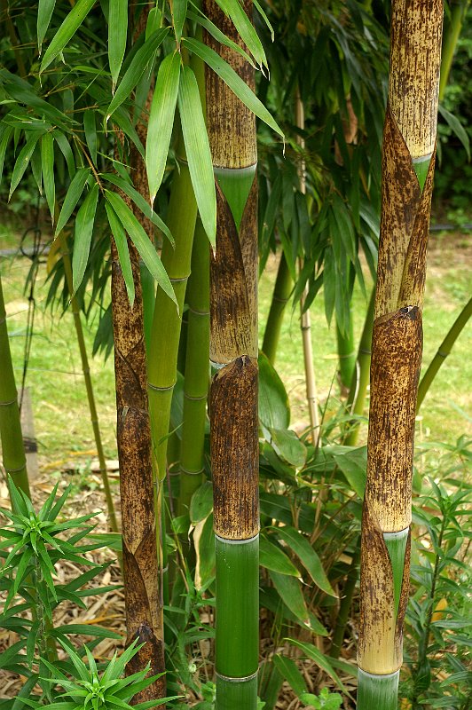 Phyllostachys vivax austrieb 5-2012